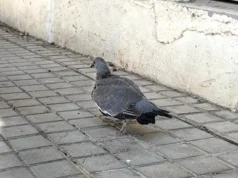 Tudela destina 34.267 euros al control de palomas y estorninos durante los próximos dos años