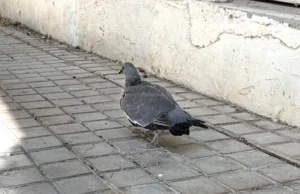 Tudela destina 34.267 euros al control de palomas y estorninos durante los próximos dos años