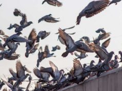 El Ayuntamiento de Tudela llevará a cabo un plan de choque para mejorar el control de la población de palomas