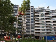La reforma del Paseo Pamplona permitirá mantener 5 de los 6 plataneros de su zona verde
